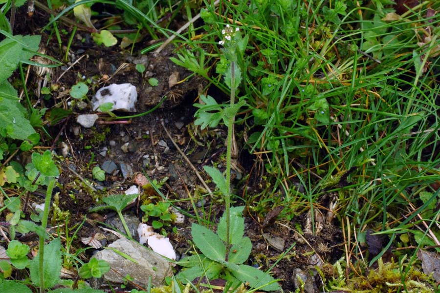 Draba muralis / Draba dei muri